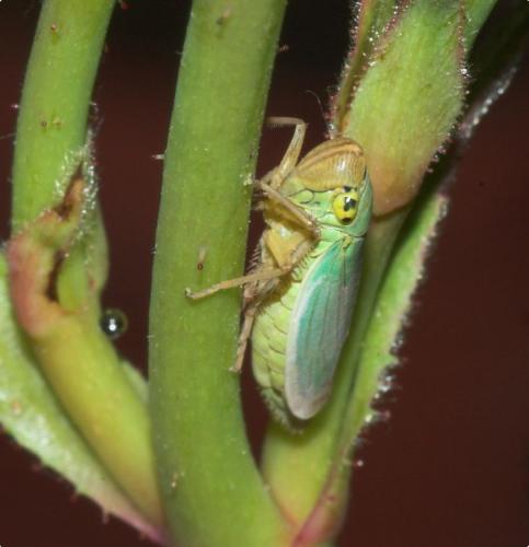 Réf. 196 691 : Cicadella viridis